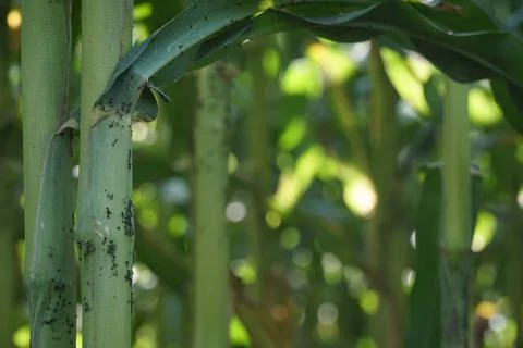 Bacterial stalk rot of maize. Stock Photos