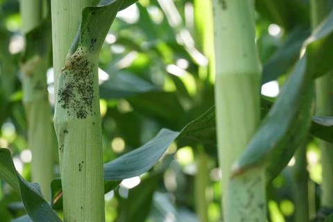 Bacterial stalk rot of maize. Stock Photos