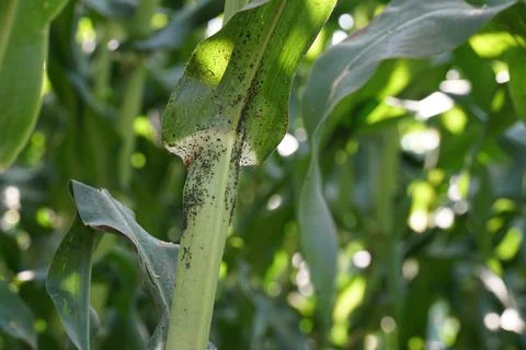 Bacterial stalk rot of maize. Stock Photos