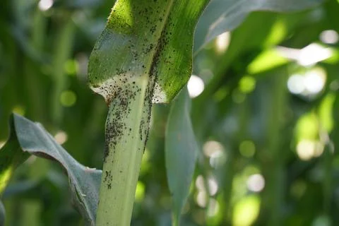 Bacterial stalk rot of maize. Stock Photos