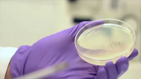 Bacterial Streak Out Stock Footage 10564426