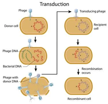 Bacterial transduction. Stock Illustration