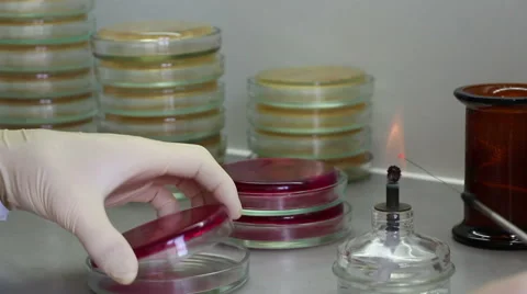 Bacteriologist incinerates microbiological loop and inoculates agar Stock Footage 58736058