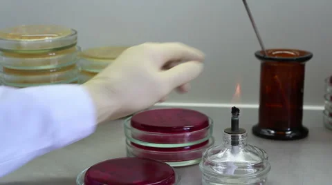 Bacteriologist works with bacteria close up POV Stock Footage 58738067