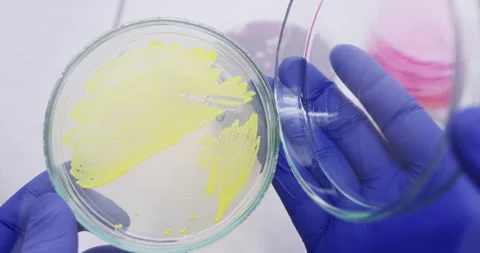 Bacteriology laboratory. Stock Footage 310055356