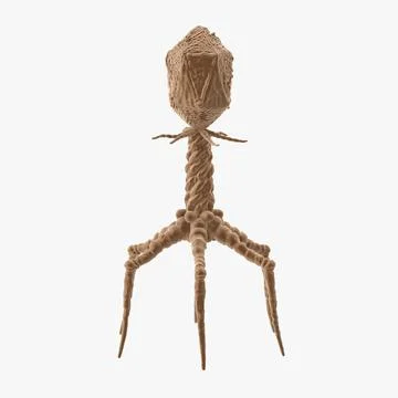 bacteriophage model project
