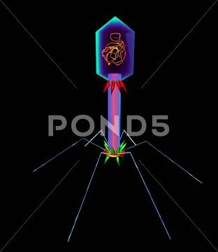 Bacteriophage, artwork Stock Illustration