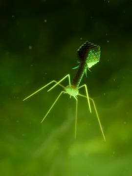 Bacteriophage, artwork イラスト素材