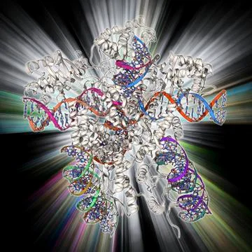 Bacteriophage DNA recombination Illustration