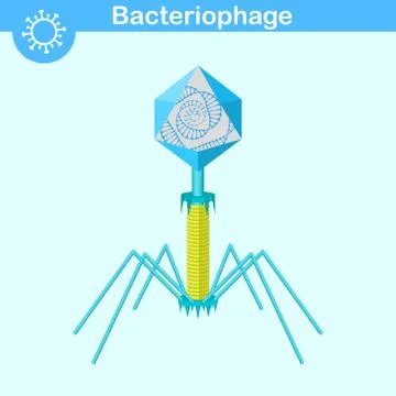 Bacteriophage DNA virus Stock Illustration