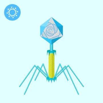 Bacteriophage DNA virus Stock Illustration