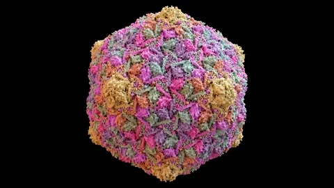 Bacteriophage HK97 virus capsid Structure based on PDB : 1OHG, 360 degree rotati Stock Footage 106167839