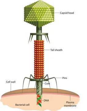 Bacteriophage Stock Illustration