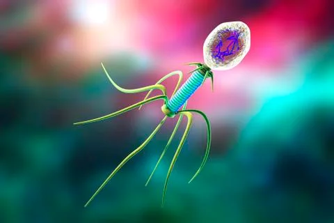 Bacteriophage, illustration 스톡 일러스트