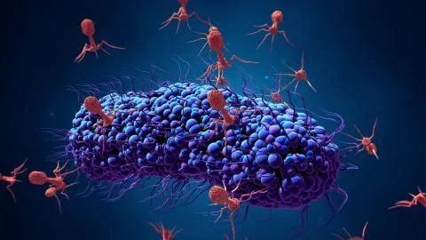 Bacteriophage infecting bacterium Stock Illustration