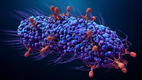 Bacteriophage infecting bacterium Stock Illustration