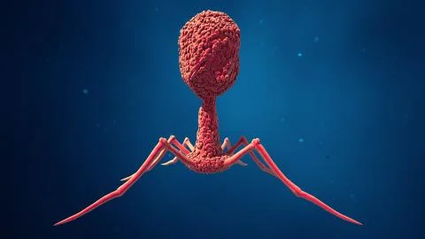 Bacteriophage or phage Иллюстрация