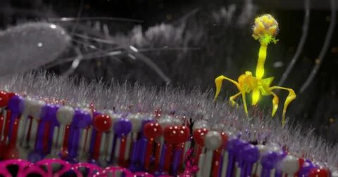 Bacteriophage or phage virus attacking and infecting a bacteria Stock Illustration