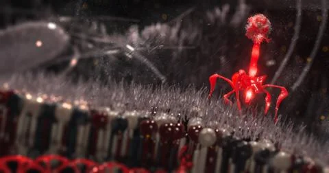 Bacteriophage or phage virus attacking and infecting a bacteria Stock Illustration