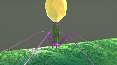 BACTERIOPHAGE SULPHUR 库存影片 43058831