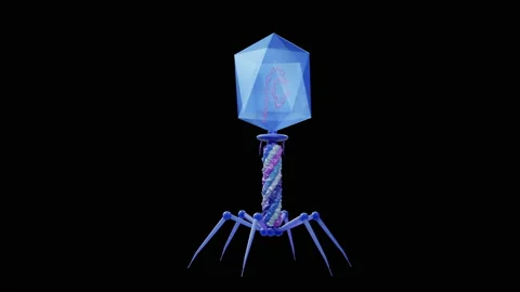 Bacteriophage T4 virus assembling animat... | Stock Video | Pond5