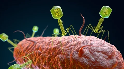 Bacteriophage virus attacking a bacterium Vidéo 117585643