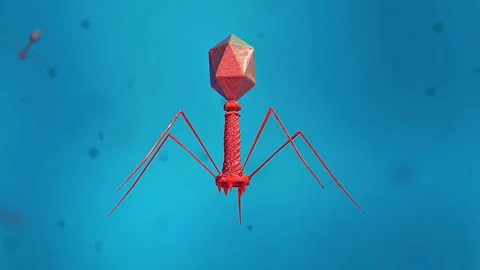Bacteriophage virus Stock Footage 312981113