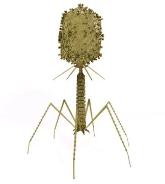 Bacteriophage Virus Illustrazione stock