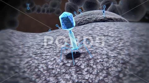 A bacteriophage virus killing bacteria by injecting DNA to replicate ...