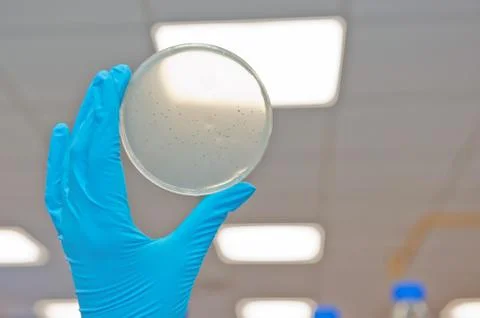Bacteriophages in laboratory Stock Photos