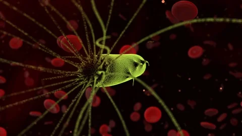 Bacterium Bacteria microbe microflora microscope render  - 3D animation render Stock Footage 113772679