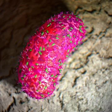 Bacterium Covered with small Germs 3D Model