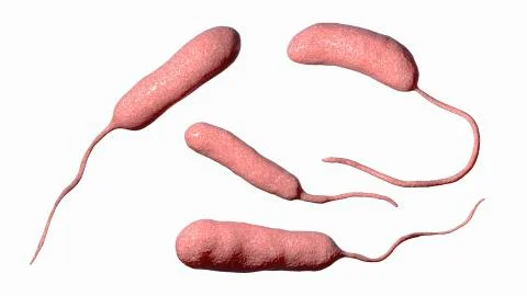 Bacterium Vibrio vulnificus, the causative agent of serious seafood-related i Stock Illustration