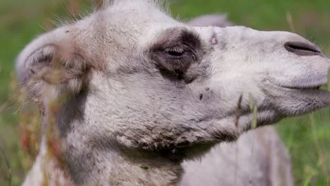 The Bactrian camel, also known as the Mongolian camel or domestic Bactrian camel Stock-Footage 269384710