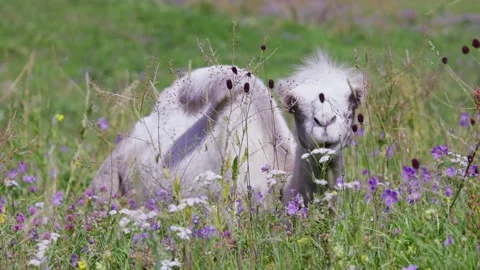 The Bactrian camel, also known as the Mongolian camel or domestic Bactrian camel Stock Footage 269386396