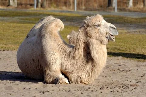 Bactrian camel, Camelus bactrian Stock Photos