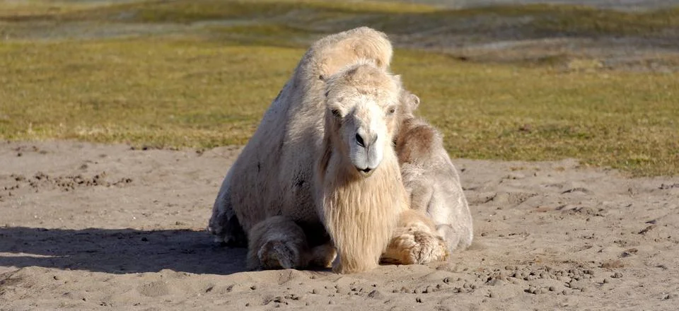 Bactrian camel, Camelus bactrian Stock Photos