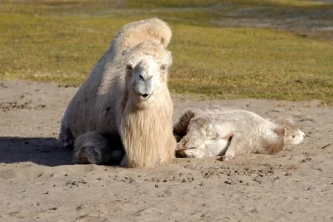 Bactrian camel, Camelus bactrian Stock Photos