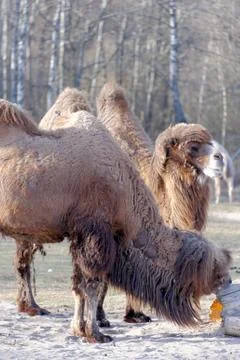 Bactrian camel, Camelus bactrian Stock Photos