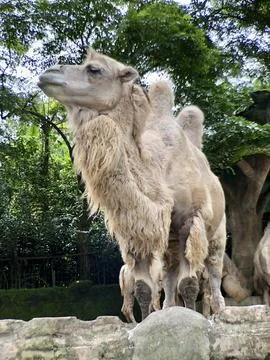 The Bactrian camel (Camelus bactrianus), also known as the Mongolian. Stock Photos
