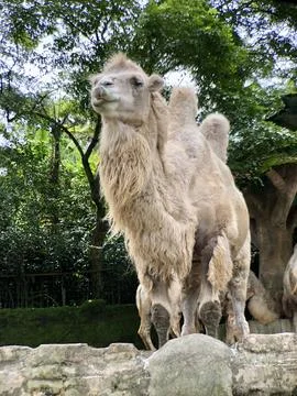 The Bactrian camel (Camelus bactrianus), also known as the Mongolian. Stock-Fotos