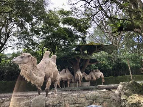 The Bactrian camel (Camelus bactrianus), also known as the Mongolian. Stock Photos