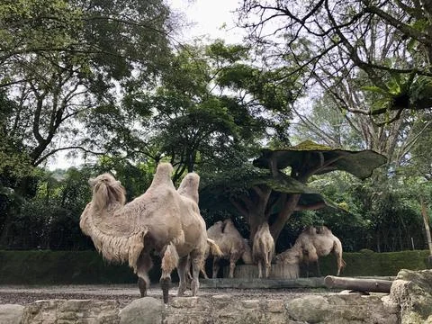 The Bactrian camel (Camelus bactrianus), also known as the Mongolian. Stock Photos