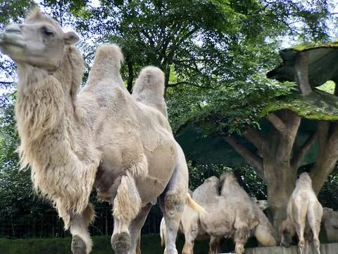 The Bactrian camel (Camelus bactrianus), also known as the Mongolian. Stock Photos