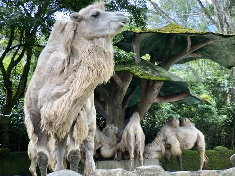 The Bactrian camel (Camelus bactrianus), also known as the Mongolian. Stock-Fotos