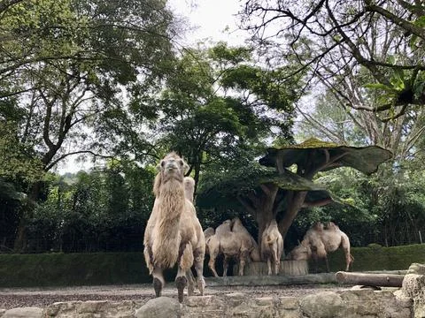 The Bactrian camel (Camelus bactrianus), also known as the Mongolian Stock Photos
