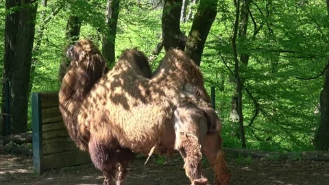 Bactrian Camel, Camelus bactrianus bactrianus Video stock 241305440
