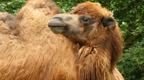 Bactrian camel (Camelus bactrianus) closeup 4K UHD Stock Footage 63779023