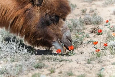 Bactrian camel (Camelus bactrianus) eating Wild tulips (Tulipa sp.) bloomin.. Stock Photos