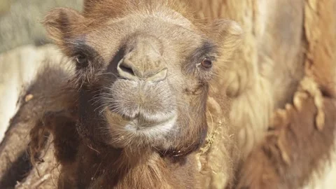 Bactrian camel (Camelus bactrianus) Stock Footage 91814238